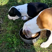 Billy jack , a male Dogo Argentino and Cane Corso for sale in Woodville, TX – Photo 2 of 4