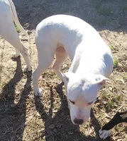 Sharkey, a female Dogo Argentino and Cane Corso for sale in Woodville, TX – Photo 3 of 4