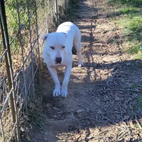 Sharkey, a female Dogo Argentino and Cane Corso for sale in Woodville, TX – Photo 4 of 4