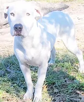 Sharkey, a female Dogo Argentino and Cane Corso for sale in Woodville, TX – Photo 1 of 4