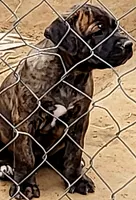 BANDOG/BRINDLE GIRL, a female American Pit Bull Terrier and Cane Corso for sale in Tomball, TX – 1 of 8