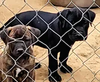 BANDOG/BUCK, a male American Pit Bull Terrier and Cane Corso for sale in Tomball, TX – 5 of 7