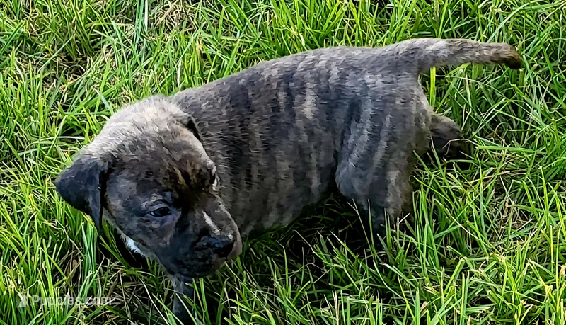   BOERBOEL/BANDOG Buster – Cane Corso, Boerboel puppy for sale in Tomball, TX