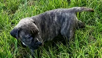   BOERBOEL/BANDOG Buster, a male Cane Corso and Boerboel for sale in Tomball, TX – 2 of 8