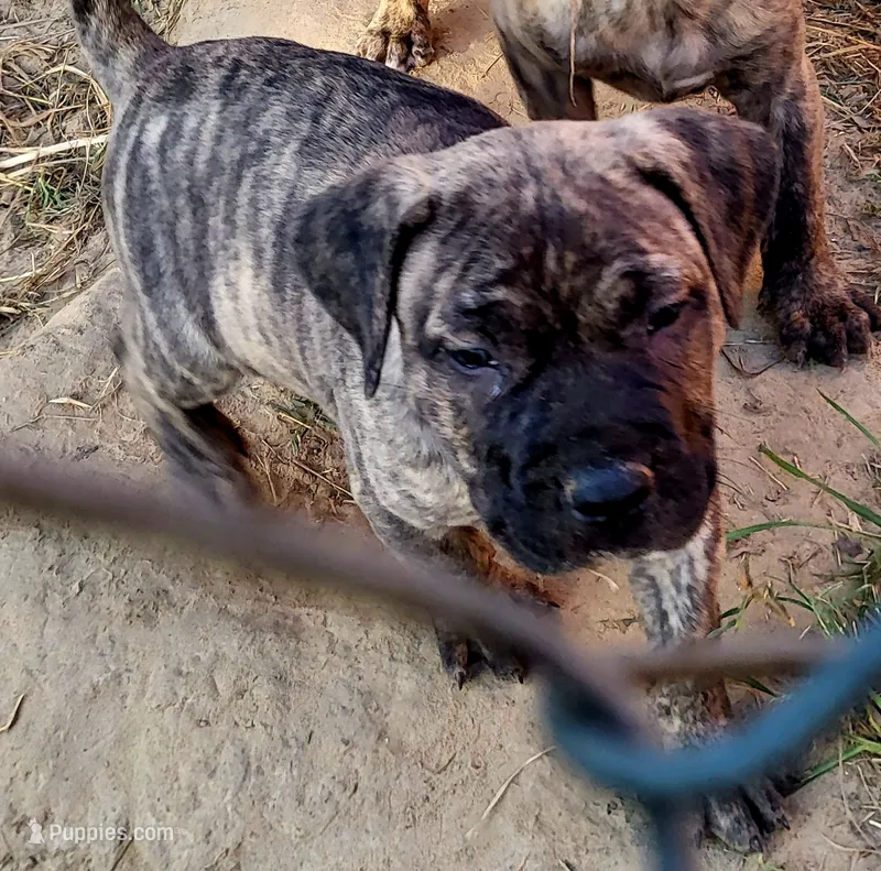 BOERBOEL/BANDOG ,KONG – Cane Corso, Boerboel puppy for sale in Tomball, TX