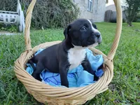 Buster, a male American Bully and Cane Corso for sale in Woodville, TX – 2 of 2