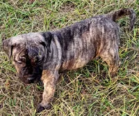 BOERBOEL/BANDOG ,Gracie , a female Cane Corso and Boerboel for sale in Tomball, TX – 5 of 7