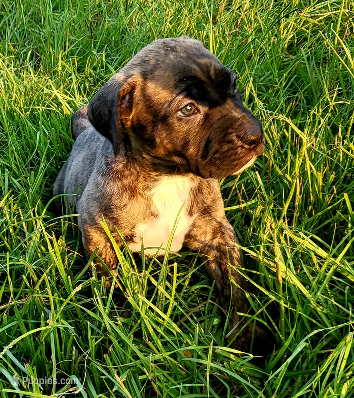  BOERBOEL/BANDOG Brown girl – Cane Corso, Boerboel puppy for sale in Tomball, TX