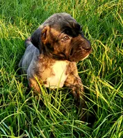  BOERBOEL/BANDOG Brown girl, a female Cane Corso and Boerboel for sale in Tomball, TX – 1 of 9