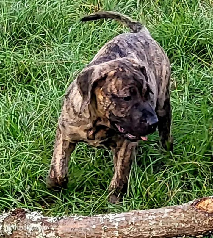 BOERBOEL/BANDOG ,Gracie  – Cane Corso, Boerboel puppy for sale in Tomball, TX