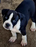 Hondo, a male Dogo Argentino and American Pit Bull Terrier for sale in Tomball, TX – 4 of 5