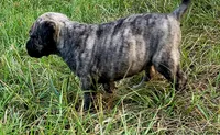 BOERBOEL/BANDOG Graygirl, a female Cane Corso and Boerboel for sale in Tomball, TX – 2 of 4