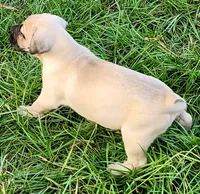 BOERBOEL/BANDOG,Bane, a male Cane Corso and Boerboel for sale in Tomball, TX – 6 of 7