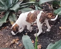 processed/3864b56c-9a87-4a3a-9250-8ce89d74928f/listing/70e4069c-dacd-490a-814c-8b90c74c31f4/805edc72-6859-471a-b515-c23ec8618c86