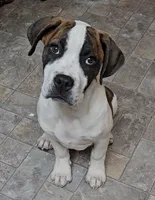 processed/3864b56c-9a87-4a3a-9250-8ce89d74928f/listing/70e4069c-dacd-490a-814c-8b90c74c31f4/fd1c1cbf-1f00-4ea1-b411-0dfddc4ceabc