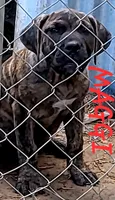 BOERBOEL/BANDOG, MAGGI , a female Cane Corso and Boerboel for sale in Tomball, TX – 2 of 6