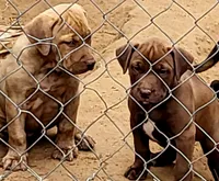 REDFAWN/BANDOG , a female Dogo Argentino and Boerboel for sale in Tomball, TX – 3 of 7