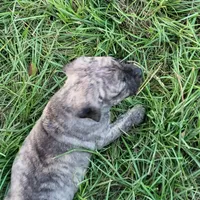  BOERBOEL/BANDOG Big girl, a female Cane Corso and Boerboel for sale in Tomball, TX – 6 of 7