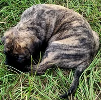 BOERBOEL/BANDOG ,KONG, a male Cane Corso and Boerboel for sale in Tomball, TX – 2 of 8