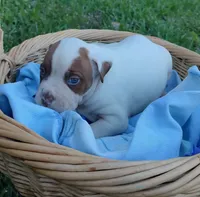 Jack, a male American Bully and Cane Corso for sale in Woodville, TX – 4 of 4