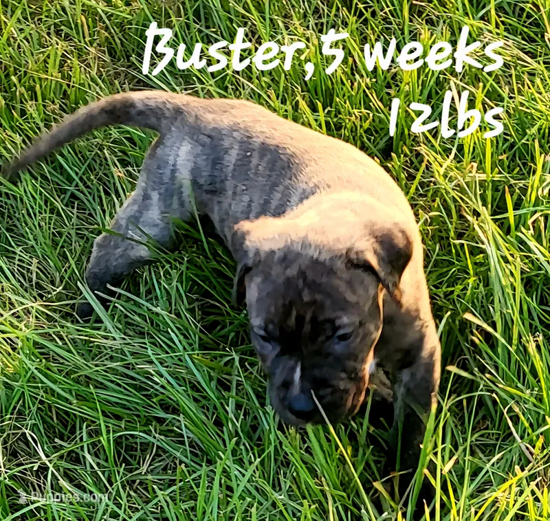   BOERBOEL/BANDOG Buster – Cane Corso, Boerboel puppy for sale in Tomball, TX