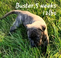   BOERBOEL/BANDOG Buster, a male Cane Corso and Boerboel for sale in Tomball, TX – 1 of 8