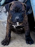 ROCKY/BANDOG , a male Dogo Argentino and Boerboel for sale in Tomball, TX – 4 of 10
