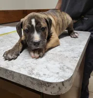 BRUTUS , a male Dogo Argentino and Boerboel for sale in Tomball, TX – 2 of 5
