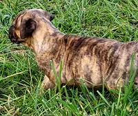 BOERBOEL/BANDOG ,ROLO, a male Cane Corso and Boerboel for sale in Tomball, TX – 7 of 9