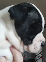 Bettyboop , a female American Bully and Cane Corso for sale in Tomball, TX – 3 of 8