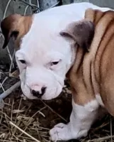 processed/3864b56c-9a87-4a3a-9250-8ce89d74928f/listing/7e842150-bfa9-4967-8548-4720a1b4f87f/18d0f098-661b-45a3-959b-a9feb1c49110