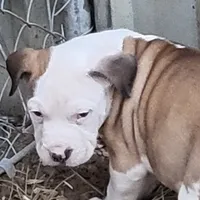 processed/3864b56c-9a87-4a3a-9250-8ce89d74928f/listing/7e842150-bfa9-4967-8548-4720a1b4f87f/4c4b8d30-09ec-4f7f-85ff-c29ec9bbfa38