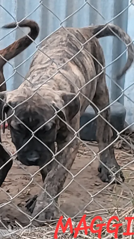  BOERBOEL/BANDOG, MAGGI  – Cane Corso, Boerboel puppy for sale in Tomball, TX