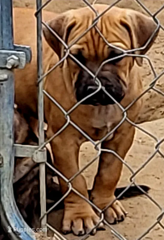 BANDOG (HONDO) – American Pit Bull Terrier, Cane Corso puppy for sale in Tomball, TX
