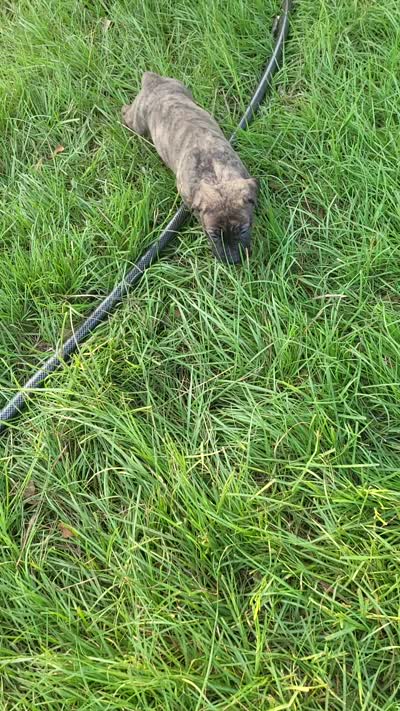  BOERBOEL/BANDOG Brown girl, a female Cane Corso and Boerboel for sale in Tomball, TX – 9 of 9