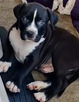 Buster, a male Dogo Argentino and American Pit Bull Terrier for sale in Tomball, TX – 4 of 7