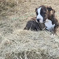 Roxy, a female Dogo Argentino and Cane Corso for sale in Woodville, TX – Photo 4 of 5