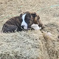 Roxy, a female Dogo Argentino and Cane Corso for sale in Woodville, TX – Photo 2 of 5