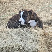 Roxy, a female Dogo Argentino and Cane Corso for sale in Woodville, TX – Photo 3 of 5