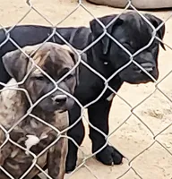 BANDOG/BRINDLE GIRL, a female American Pit Bull Terrier and Cane Corso for sale in Tomball, TX – 3 of 8