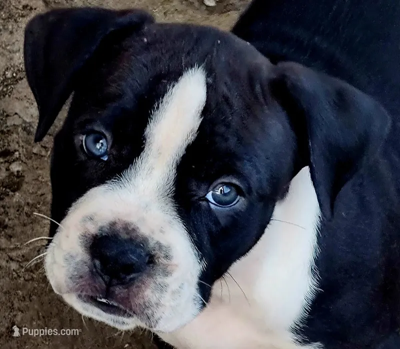Hondo – American Bully, Cane Corso puppy for sale in Tomball, TX