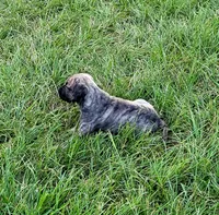 BOERBOEL/BANDOG Graygirl, a female Cane Corso and Boerboel for sale in Tomball, TX – 4 of 4