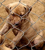 REDFAWN/BANDOG , a female Dogo Argentino and Boerboel for sale in Tomball, TX – 4 of 7