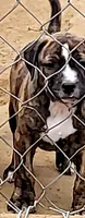 BANDOG/BRUTUS , a male American Pit Bull Terrier and Cane Corso for sale in Tomball, TX – 2 of 9