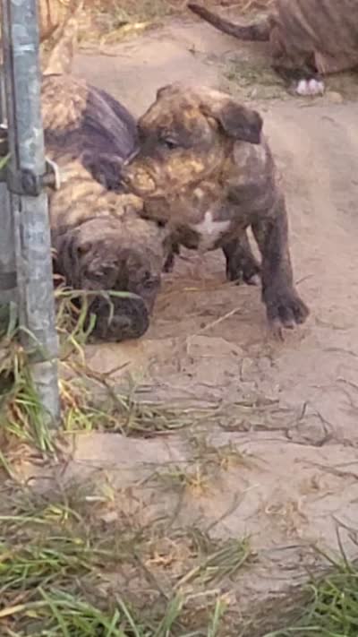BOERBOEL/BANDOG ,Gracie , a female Cane Corso and Boerboel for sale in Tomball, TX – 7 of 7