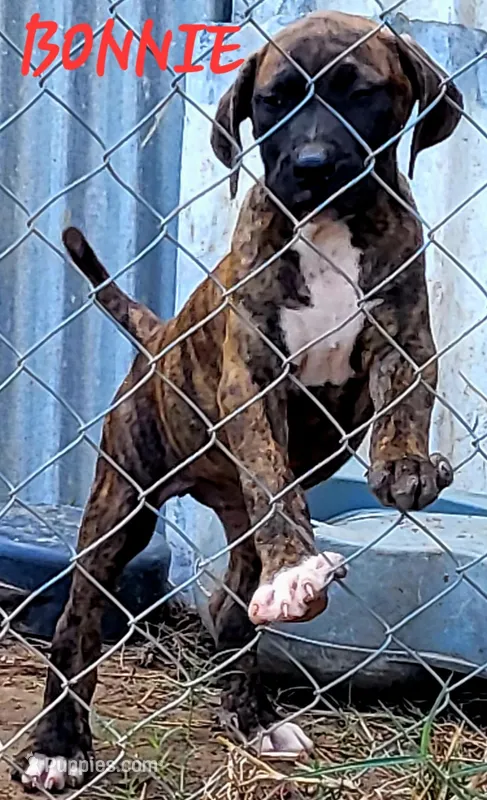  BOERBOEL/BANDOG,BONNIE – Cane Corso, Boerboel puppy for sale in Tomball, TX
