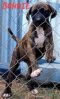  BOERBOEL/BANDOG,BONNIE, a female Cane Corso and Boerboel for sale in Tomball, TX – 1 of 7