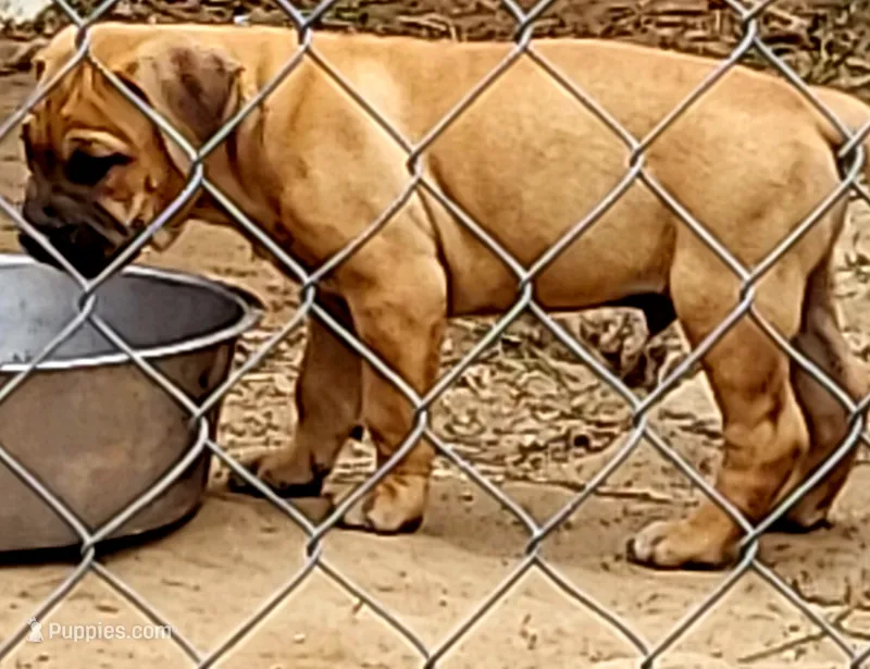 HONDO/BANDOG , a male Dogo Argentino and Boerboel for sale in Tomball, TX – 1 of 7