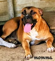 Boerboel/Bandog...Bane, a male Cane Corso and Boerboel for sale in Tomball, TX – 3 of 8