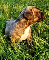  BOERBOEL/BANDOG Brown girl, a female Cane Corso and Boerboel for sale in Tomball, TX – 4 of 9